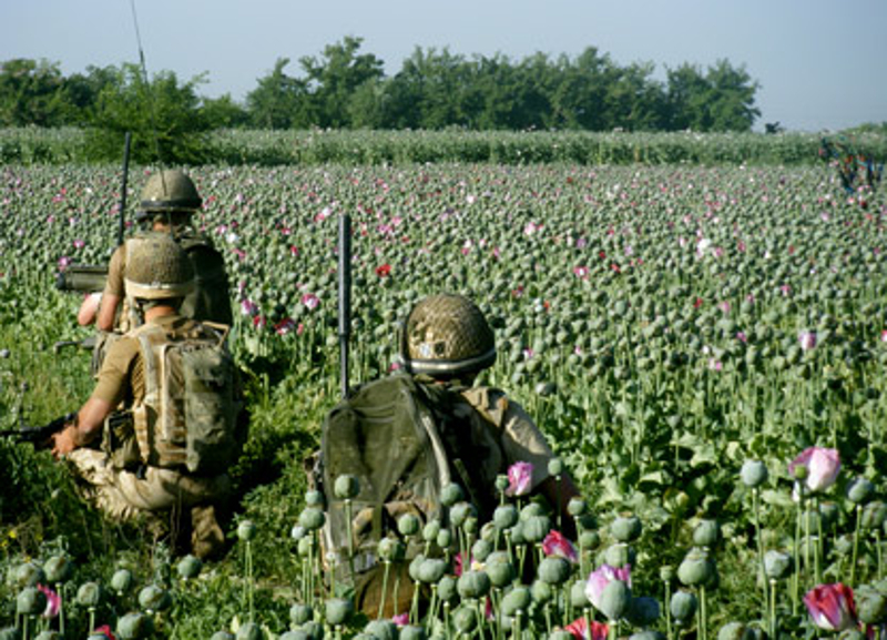 Под контролом НАТО-а цвета производња дроге у Авганистану