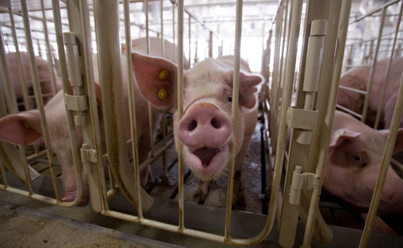 Извоз свињског меса у Русију у 2015. години пао за 40%, ЕУ нам удара рампу за извоз шећера