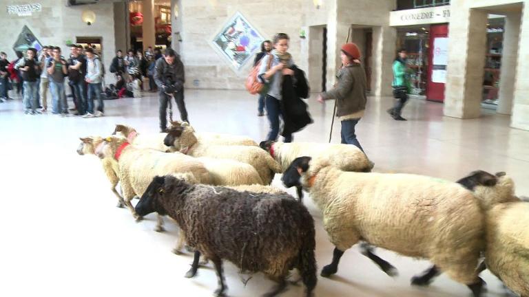 Протест француских сељака против политике владе! Овце у Лувру (видео)
