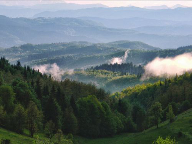 ОТИМАЧИНА: Србијашуме масовно секу шуме које су у процесу реституције!