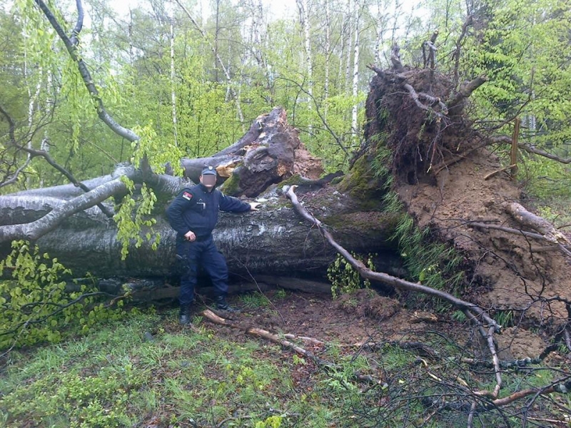 Торнадо који је јуче протуњао Црном Травом ишчупао свето дрво у нaроду познато као "Крштенке" (фото)