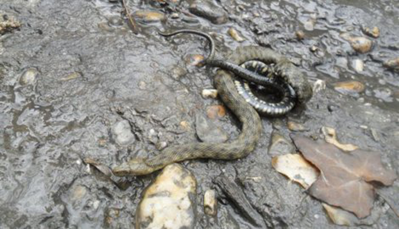 Најезда змија и пацова после поплаве, Косјерићани зову војску у помоћ