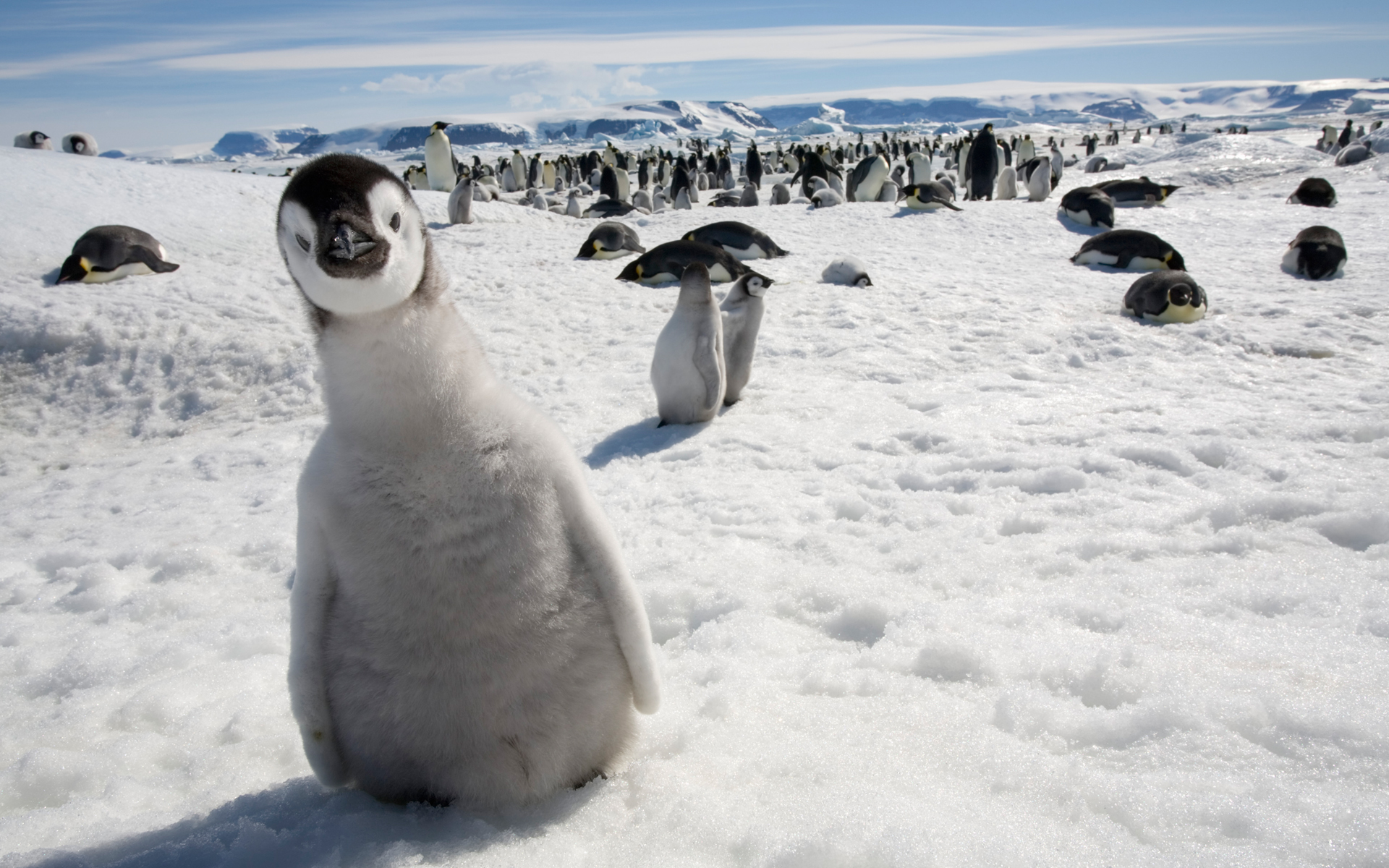 Стални монитринг у Антарктику не потврђује хипотезу о глобалном отопљавању