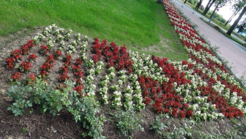 У Јасеновцу посадили цвијеће у бојама шаховнице у облику слова “У”!