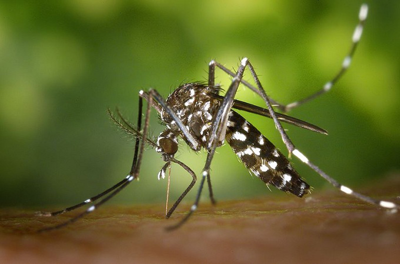 Паника у Панчеву: Ванредна ситуација због комараца који преносе грозницу западног Нила