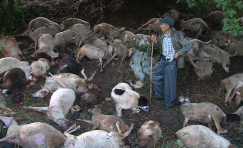 Македонија: Гром усмртио стадо оваца