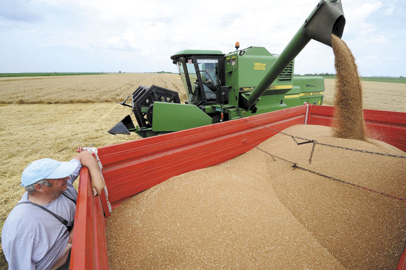 Цена пшеница достигла рекорд из 2008. године
