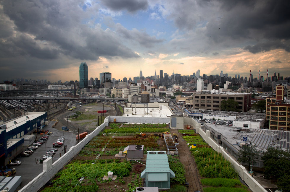 Урбана пољопривреда: Воће и поврће из градских башти