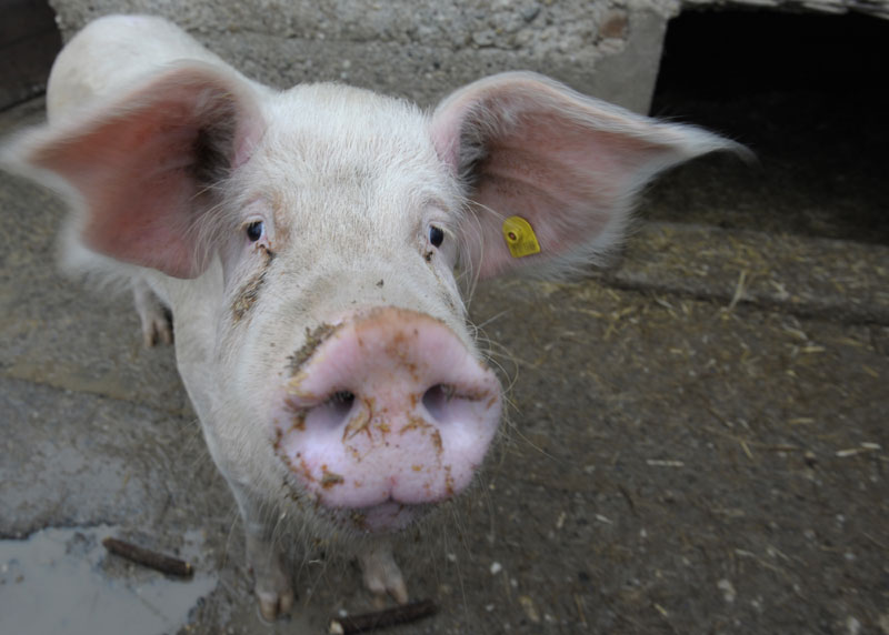 Србија увезла свињског меса за 37 милиона долара