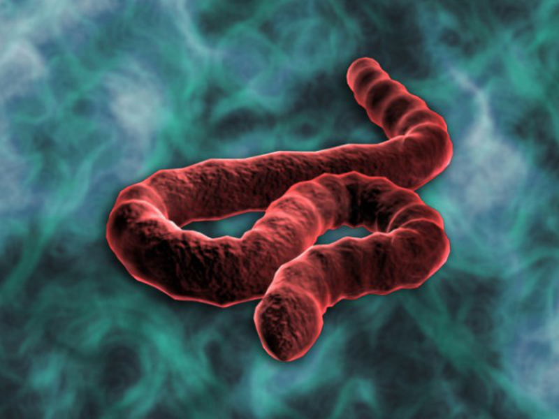 ОПАСНОСТ ПРЕД ВРАТИМА: Ебола за три недеље стиже у Француску, а онда у целу Европу