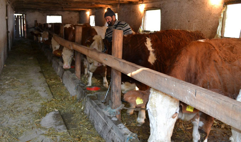 Произвођачи упозоравају: Млека неће бити, крава све мање, сточни фонд нестаје
