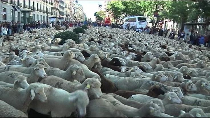 Хиљаде оваца закрчиле улице Мадрида (видео)