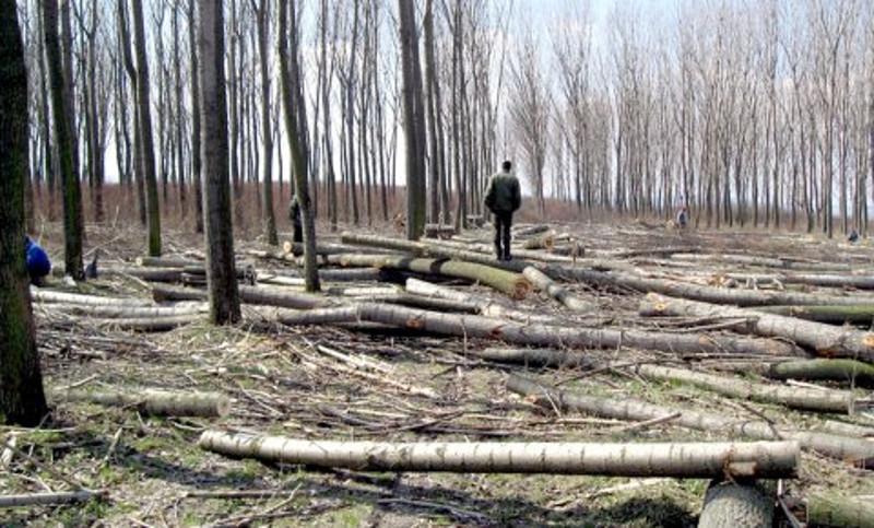 Пустошење природног богатства (1): Кад испари цела шума