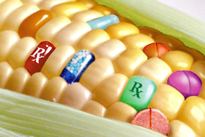 Европа опет рекла „не“ ГМО-у