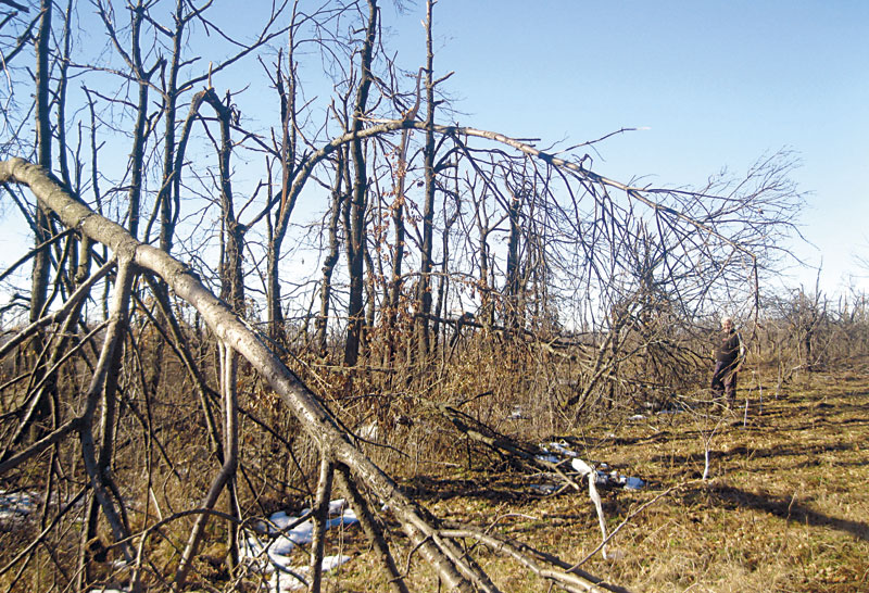 Лед уништио хиљаде хектара воћњака и шума, у источној Србији остала пустош