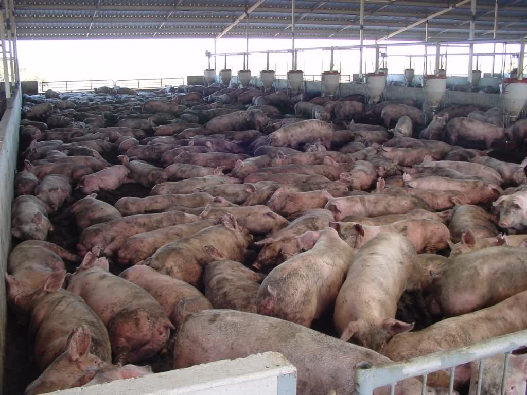Пораст цене свињског меса (видео)