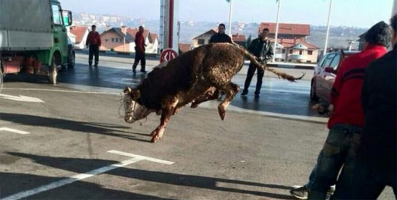 Македонија: Разјарени бик направио хаос на пумпи, па заглавио у тоалету (фото)