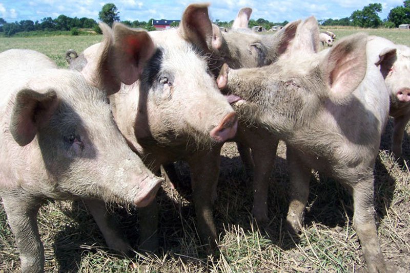 Пољопривредници упозоравају владу! "Откупите свиње или блокирамо све"