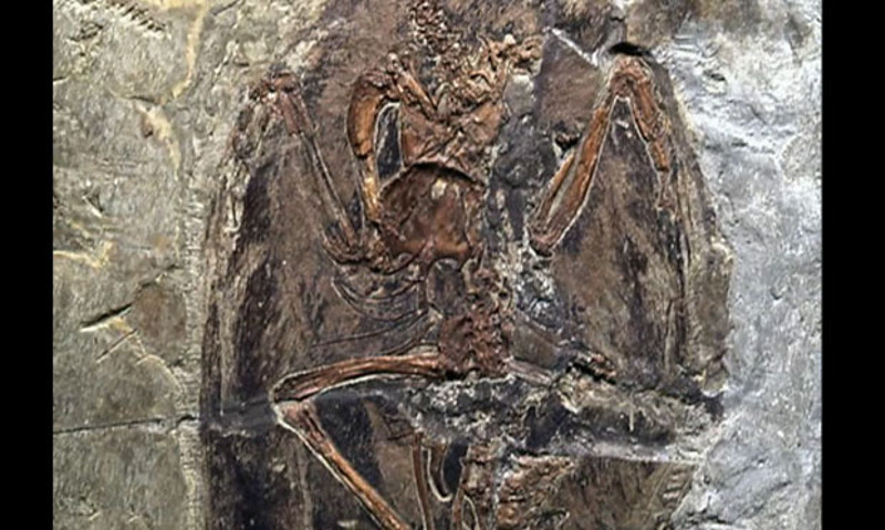 Кина: Откривен фосил диносауруса налик змају
