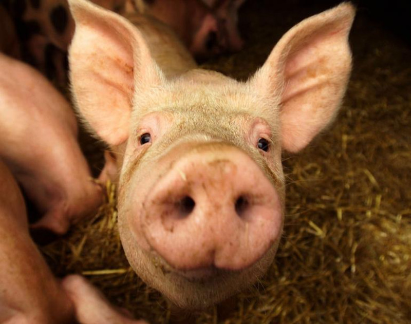 Европске свиње уз помоћ домаћих буздована у власти уништиле српске сељаке