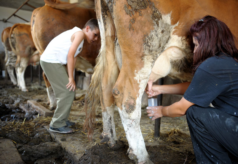 Увозно млеко из ЕУ уништава наше сточаре