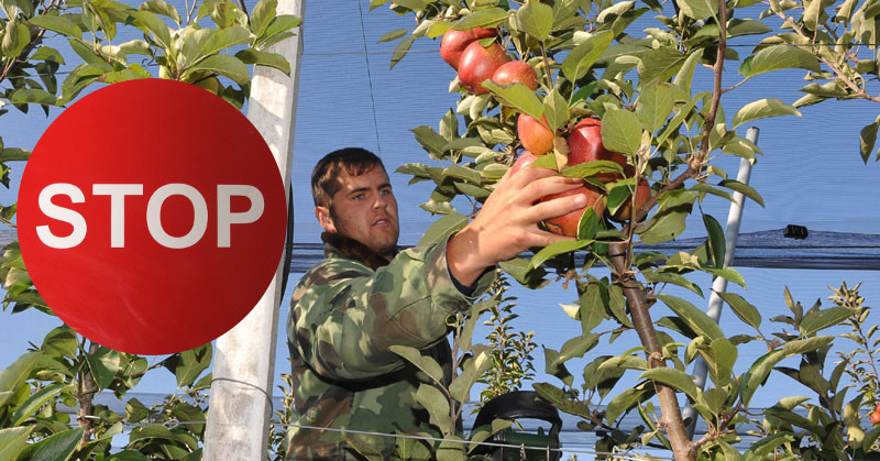 Још један велики успех Вучићевог режима! Русија би могла да забрани увоз јабука и поврћа из Србије због реекспорта из ЕУ