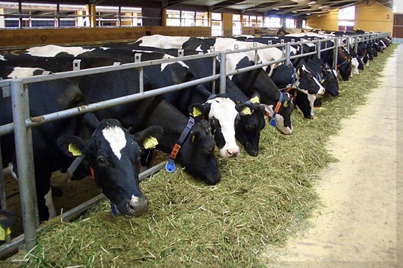 Неконтролисан увоз млека из ЕУ у Србију тера наше краве у кланицу