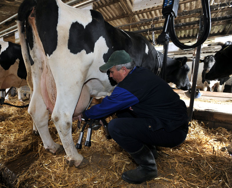 Економска политика Вучићеве дајгуз владе: Увозом млека и млечних прерађевина уништити домаће сточарство и сељака!