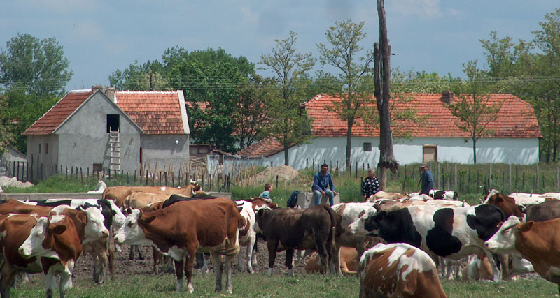 Преполовљен сточни фонд у Србији, продаје се и расплодно стадо
