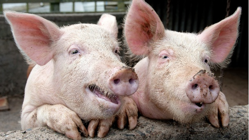 За ове свиње није Скупштина већ свињац да тамо грокћу и скиче!