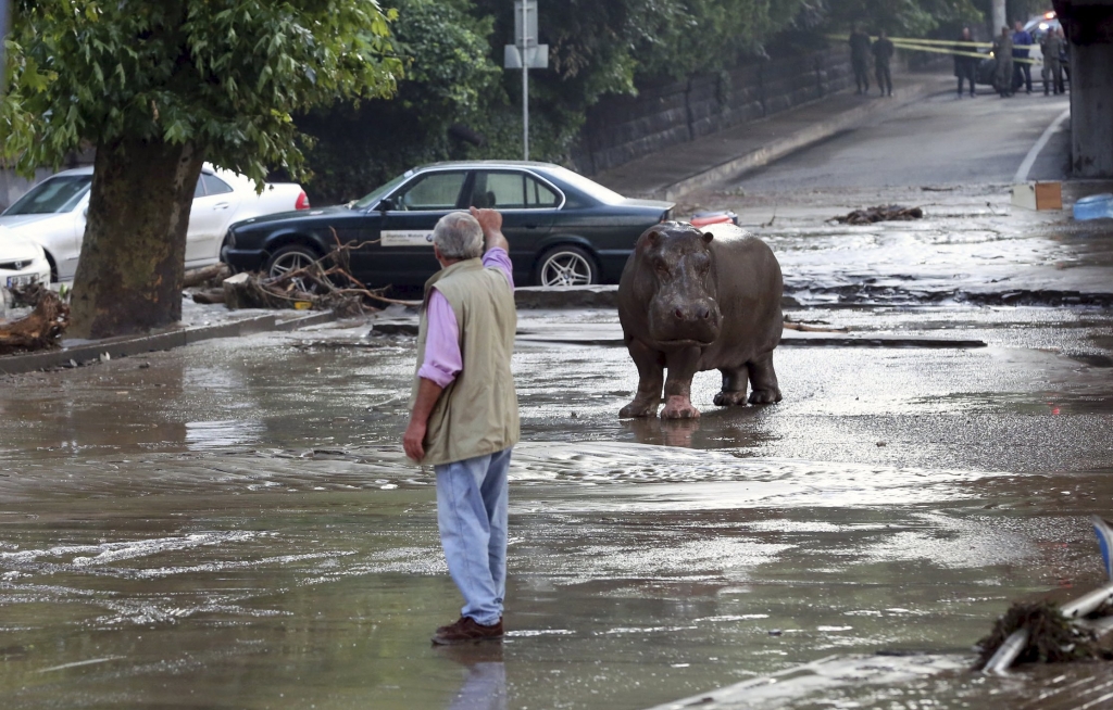 Потоп у Тбилисију, лавови, тигрови, медведи и вукови побегли из зоо врта (видео)