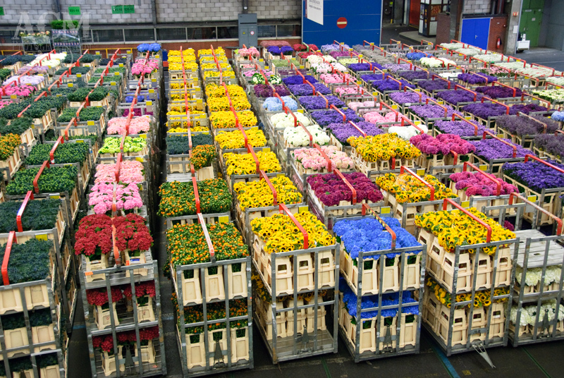 Русија забранила увоз резаног цвећа из Холандије