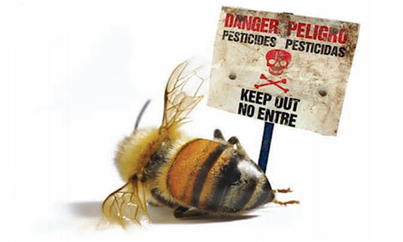 Прскали пестицидима сунцокрет и уништили преко 3.000 кошница са пчелама