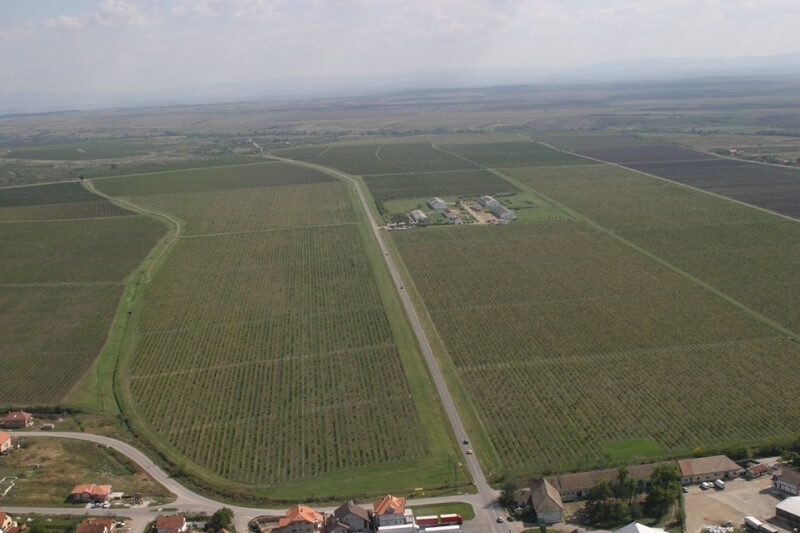 Највеће виногорје у Србији "Вршачки виногради" престали да раде: Отпуштени сви радници