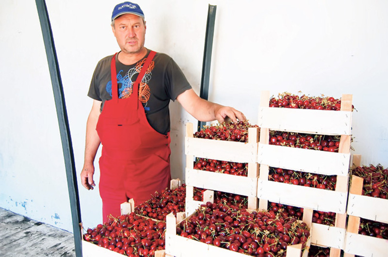 Извоз воћа Србији донео 583 милиона долара иако га најпримитивније извозимо као сировину