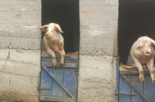 Напредњаци ускоро пописију сваки свињац, гаражу и шупу како би власнике могли да оглобе са 5.000 динара!