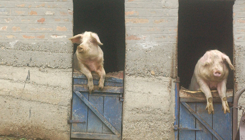 Напредњаци ускоро пописију сваки свињац, гаражу и шупу како би власнике могли да оглобе са 5.000 динара!