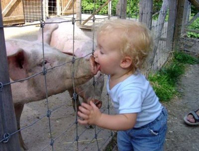 САМО У СРБИЈИ! Забрањена вакцинација свиња јер ЕУ неће вакцинисано месо, али је зато за српску децу вакцинација обавезна?!