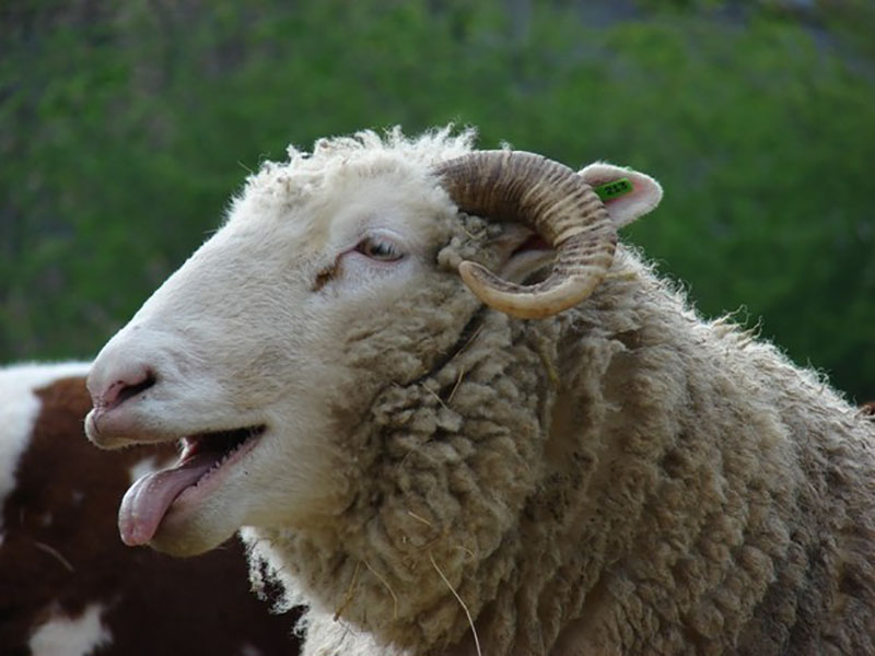 Надуване овце терорисале село