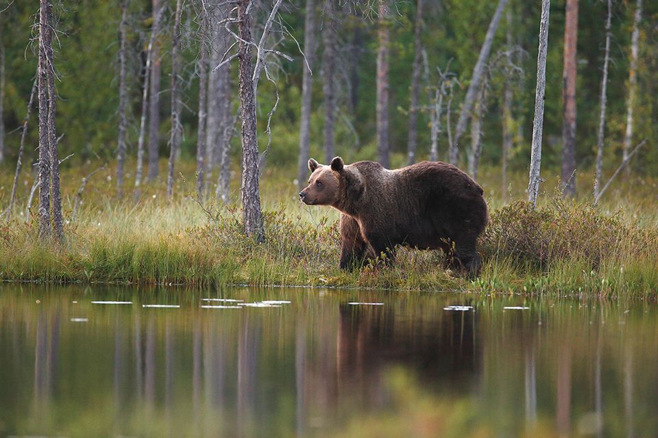 Финска: Медвед разјурио 3.000 НАТО војника па им појео вечеру и уништио опрему