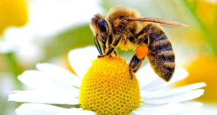 Помор пчела у Поморављу због употребе пестицида