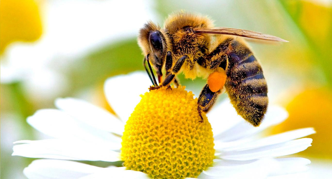 Данас је Светски дан пчела (видео)