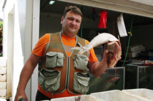 Аласа на Дунаву и Сави све мање: Рибу нема ко да купи