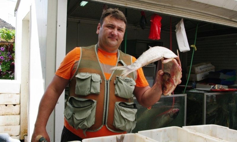 Аласа на Дунаву и Сави све мање: Рибу нема ко да купи