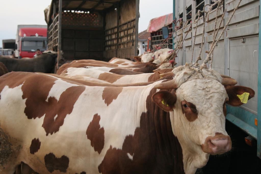 Због профита режимске мафије забрањен извоз српских говеда у ЕУ и Русију