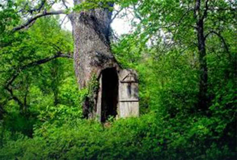 ХИТ НА ДРУШТВЕНИМ МРЕЖАМА Црква у храстовом стаблу у шуми код Владичиног Хана