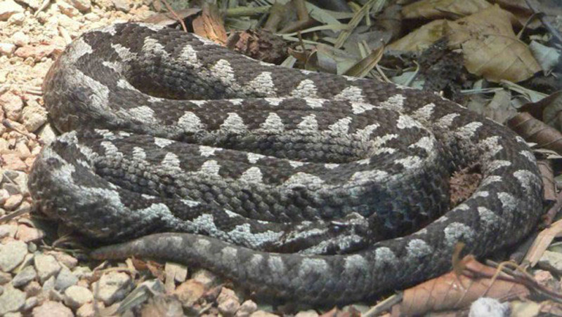 У Србији се појавила једна од најотровнијих змија на свету!