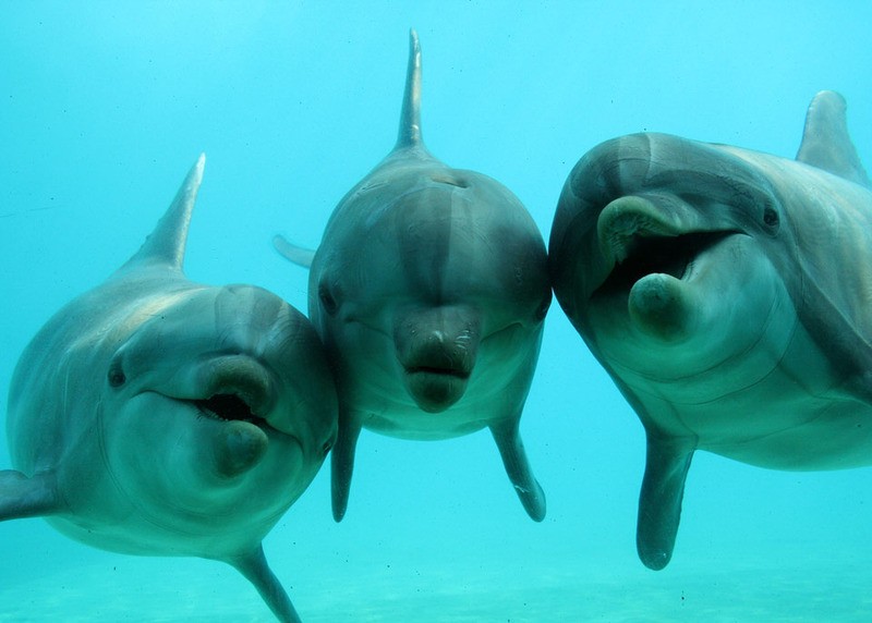 Руски научници тврде да делфини разговарају