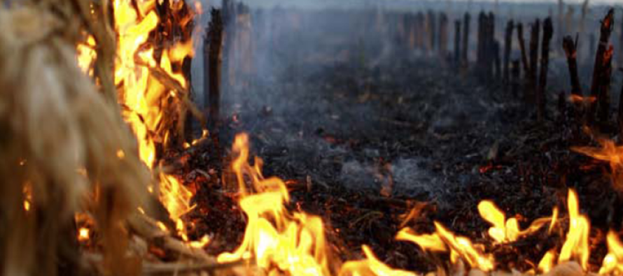 ОРБАН ШОКИРАО ГМО ЛОБИСТЕ: Мађарска спалила 5.000 хектара ГМО кукурузних поља!