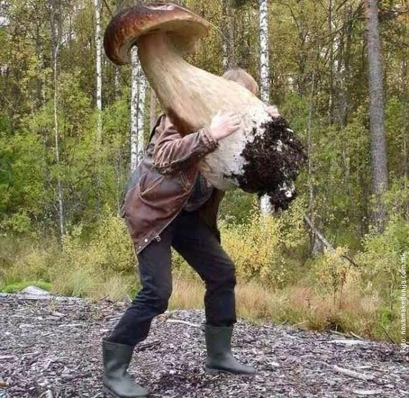 У Македонији џиновске печурке тежине 15 килограма